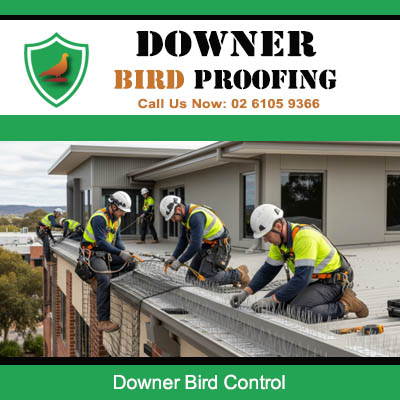 Professional bird control team working on Downer residential roof installing protective systems