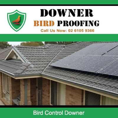 Professional bird control mesh installed on Downer residential roof protecting solar panels and tiles