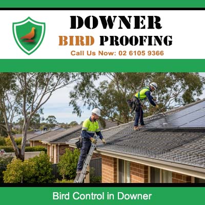 Expert bird control specialists in Downer securing roof from pigeon infestation and damag