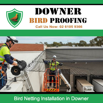 Professional bird netting installation in Downer on commercial building roofline and facade