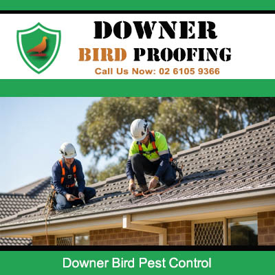 Professional bird pest control technicians working on residential roof in Downer Canberra