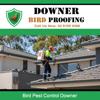 Bird pest control specialist inspecting Downer roof for pigeon nesting and droppings