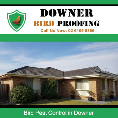 Residential property in Downer protected with professional bird pest control services