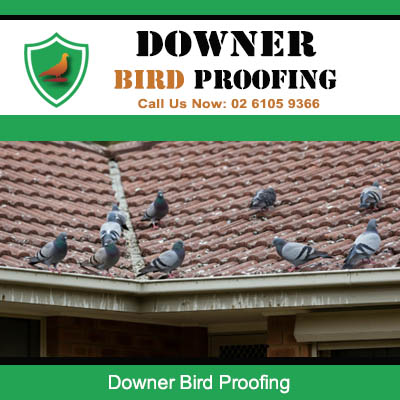 Multiple pigeons nesting on tiled roof requiring urgent bird proofing services in Downer