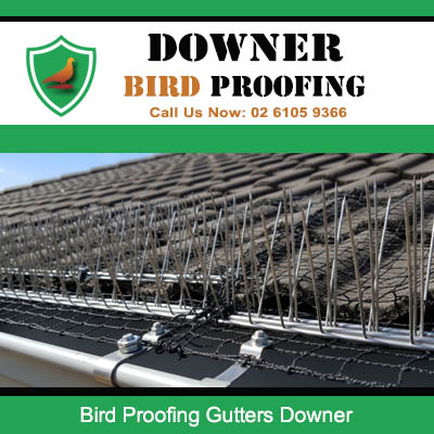 Bird proofing spikes installed on gutters in Downer preventing pigeons from perching and nesting