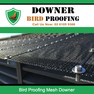 Bird proofing mesh installed in Downer gutter system preventing pest birds from nesting