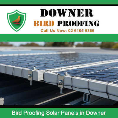 Professional bird proofing solar panels in Downer with quality mesh barrier system