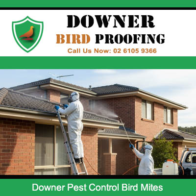 Professional pest control team treating bird mites on Downer residential property roof