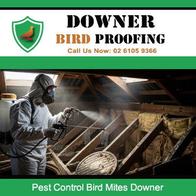 Expert handling bird mites pest control in Downer residential property roof space