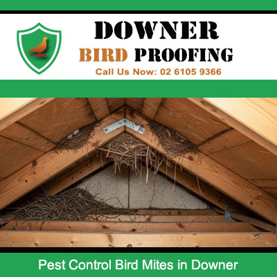Bird nest with mites infestation in Downer roof requiring urgent pest control treatment